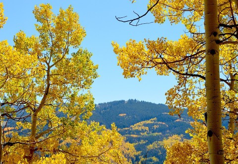 Colorado_aspens